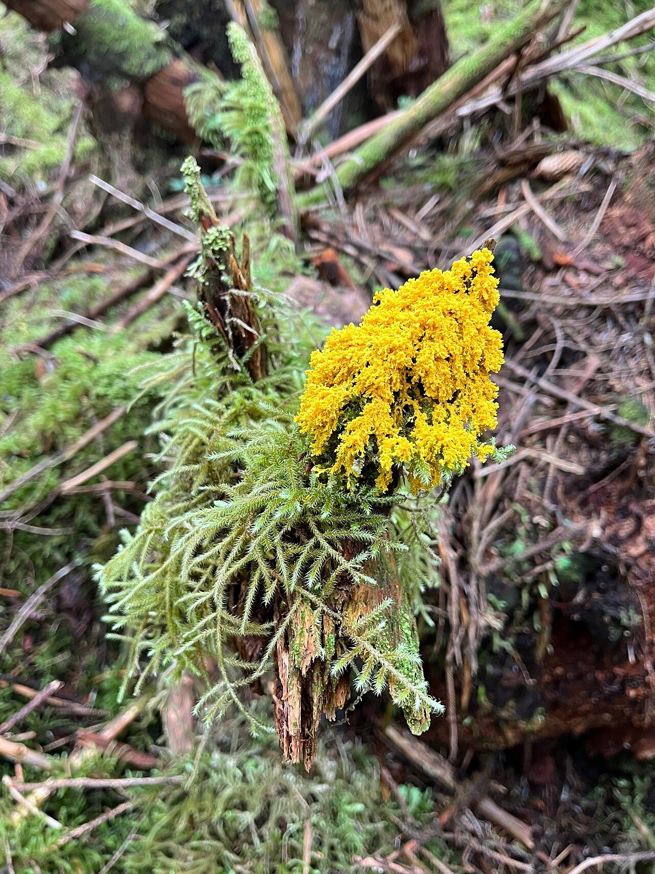 Le blob dans la nature : où le trouver, ses couleurs et est-il dangereux ?