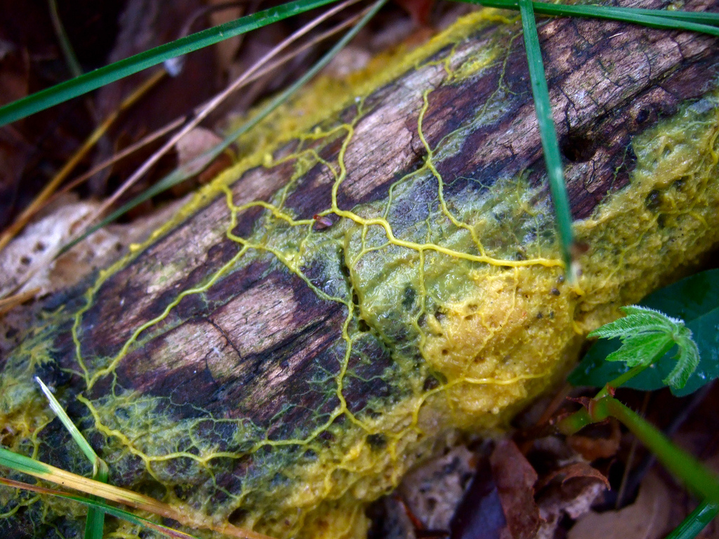 Physarum polycephalum : tout savoir sur le « blob » (biologie, cycle de vie, habitat)